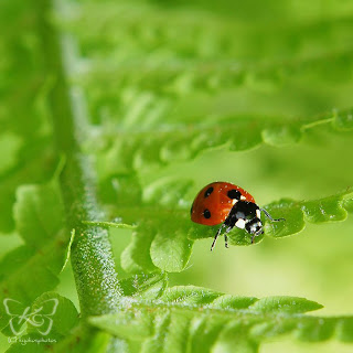 Beautiful Pictures of Lady Bug