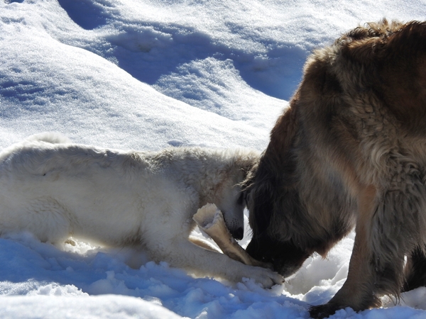 hvit gjeterhund leonberger