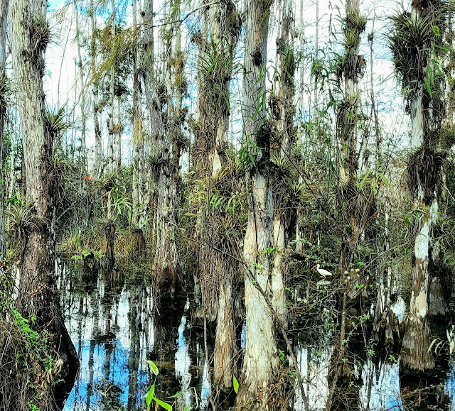 Reflections of trees and sky in the water