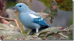 TUDO AZUL ROSELIA 3