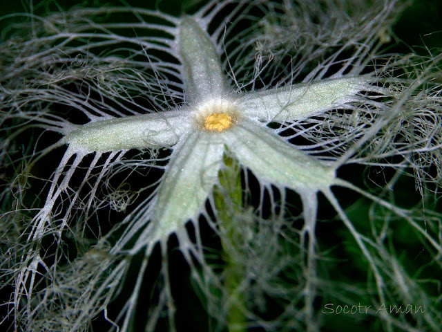 Trichosanthes cucumeroides