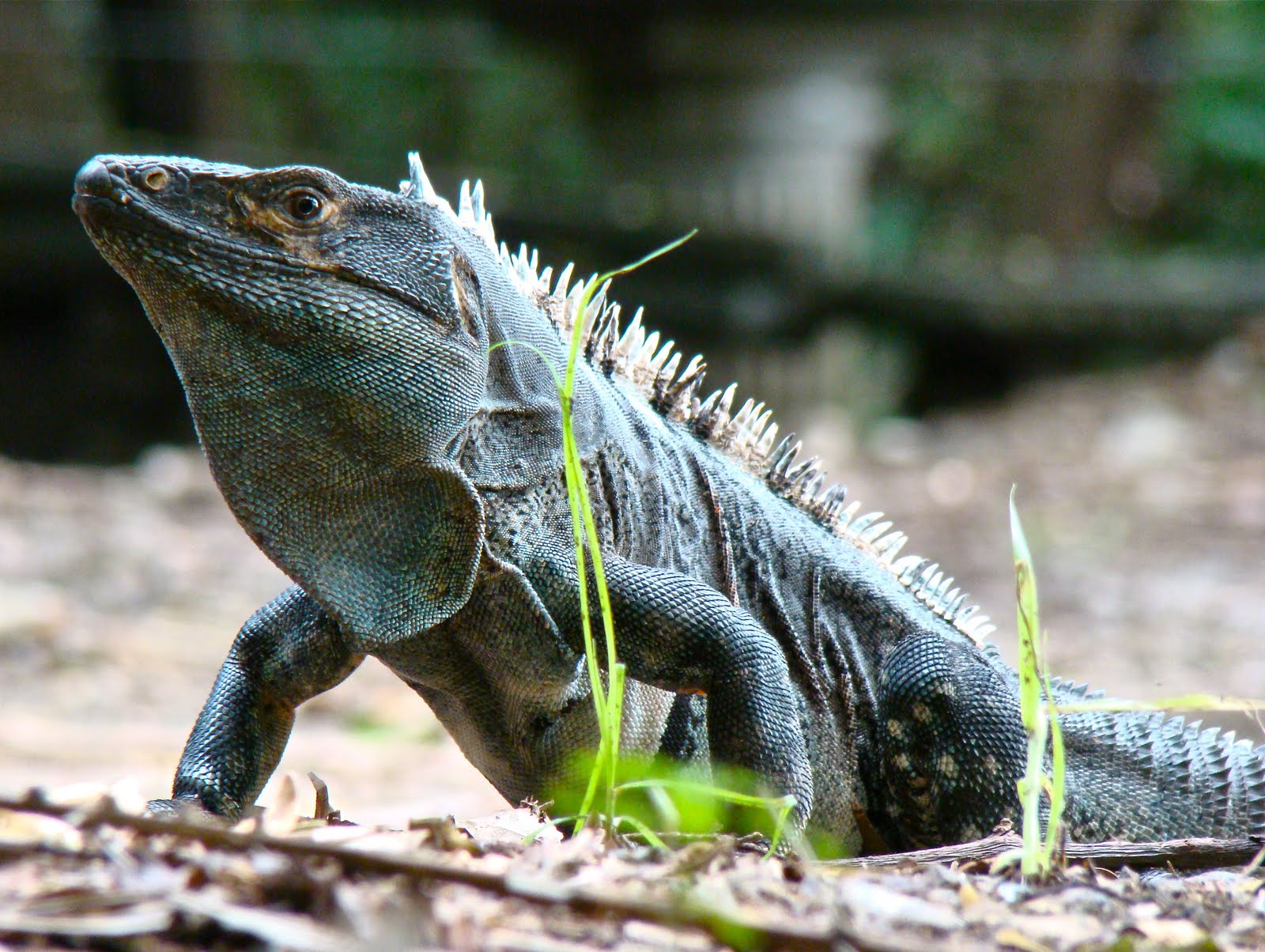 iguana papua