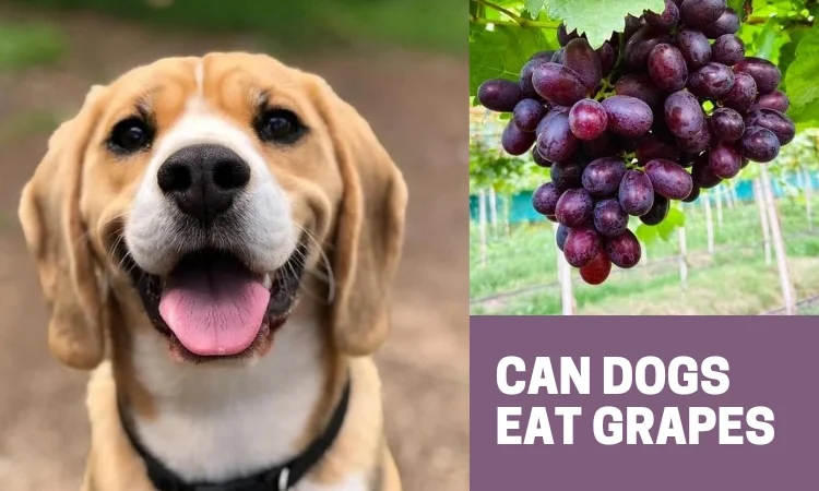 What happens if a dog eats grapes