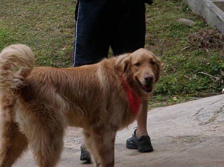 Patas 22 (118)