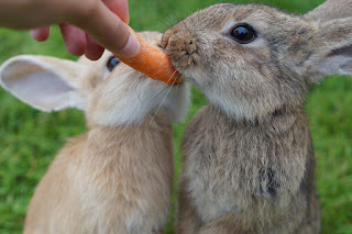 A pair of rabbits being fed a carrot