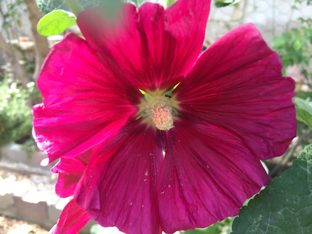 Hollyhock with its big flowers is an old ornamental favourite, the flower spans about 3-5" when it is fully open.