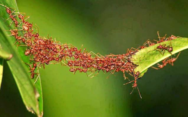 Semut Berbicara Didalam Alquran, Ilmuwan Membuktikannya