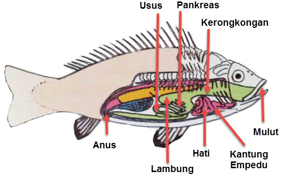 Gambar Struktur Bagian Tubuh Pisces Ikan  Lengkap Fungsinya  