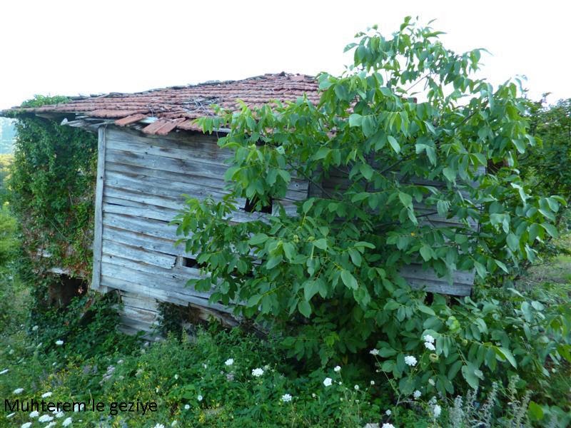 catalzeytin ismail koyu 2013 15