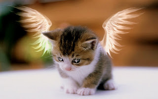 Angel Cat wallpaper