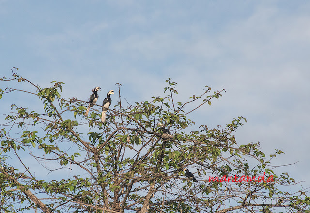 Oriental pied hornbill (Anthracoceros albirostris)