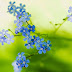 Light Blue Flower Wallpaper