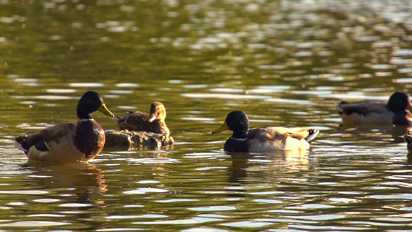 Ducks in Slow Motion