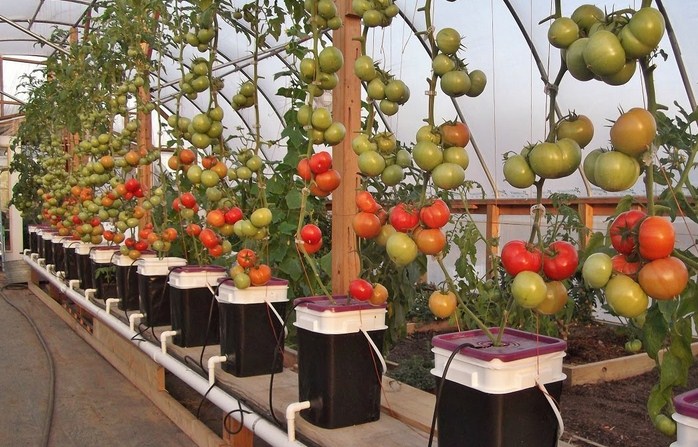 iCarai iMudahi iMenanami Tomat dengan Sistem iHidroponiki Dengan 