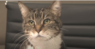 Andy Richter's cat