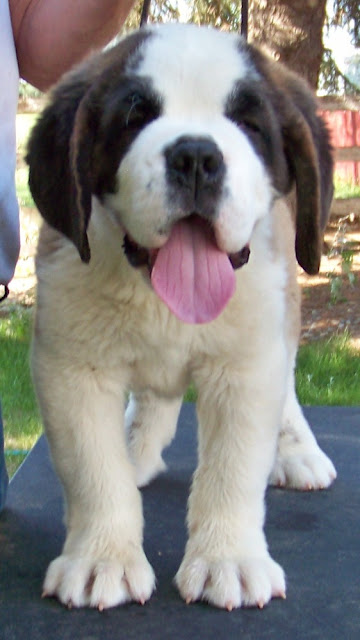 Saint Bernard Pictures