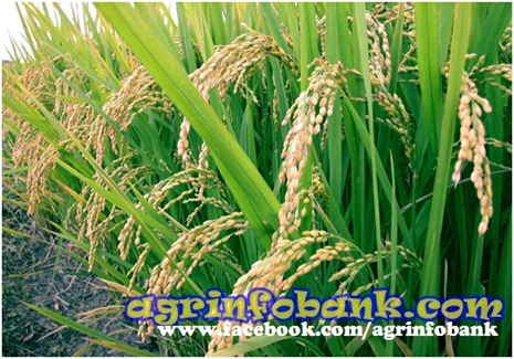 wheat wheat