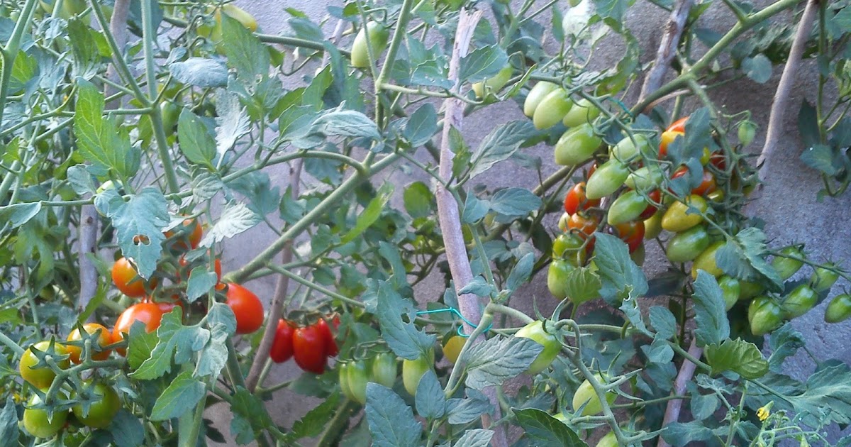 Seronoknye Berkebun: Tuaian hari ini: tomato ceri