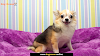 The Adorable Long-Haired Chihuahua: Everything You Need to Know