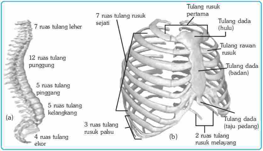 Materi IPA Kelas 8 Macam Macam Tulang  Penyusun Rangka 