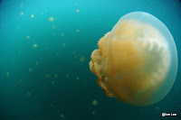 Jellyfish Lake