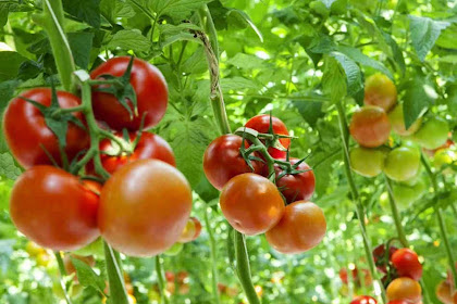 Cara Menanam Tomat dengan Hidroponik