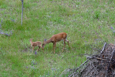 whitetail doe and  fawn, mid-June