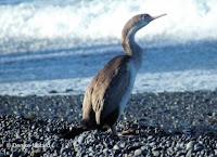 Spotted shag juvenile, Kaikoura, New Zealand - by Denise Motard