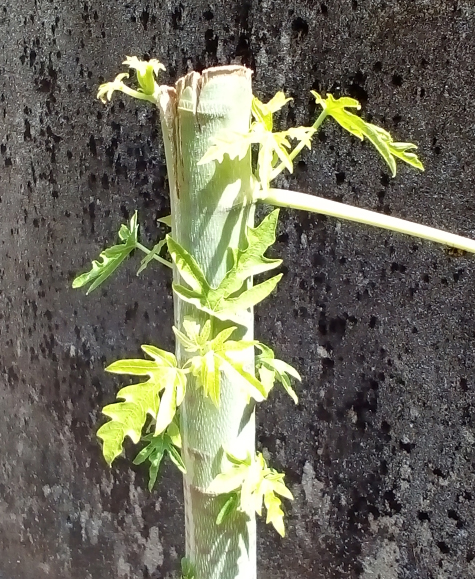 pokok betik tunas