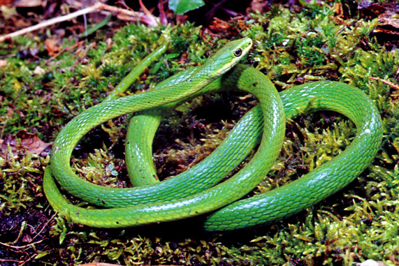 Beautiful, cute green  snake, snake is  sitting in beautiful style, wallpapers, pitchers, images 