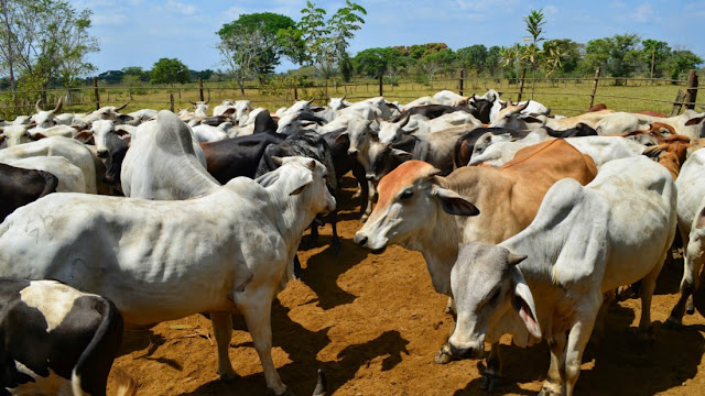 Colombia sacrificará ganado proveniente de Venezuela para detener fiebre aftosa.