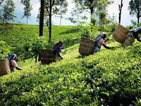 Thailand to focus on investment opportunities in Plantation and Agricultural sectors in Sri Lanka.
