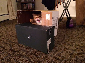 Funny cats - part 85 (40 pics + 10 gifs), cat playing in the box