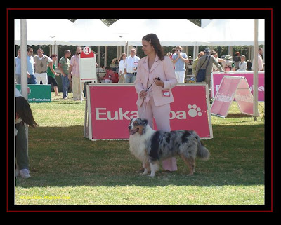 Lisbon and Mediterrânea dog show with our Aussies