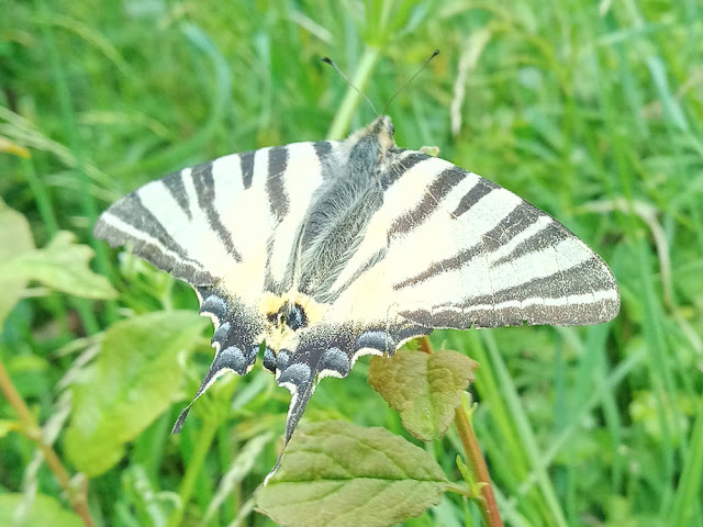 Scarce Swallowtail Iphiclides podalirius, Indre et Loire, France. Photo by Loire Valley Time Travel.