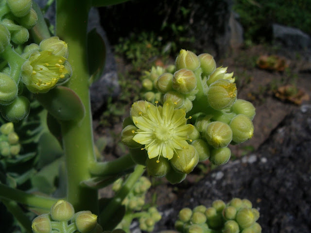 Aeonium canariense subsp. christii/Aeonium palmense 02