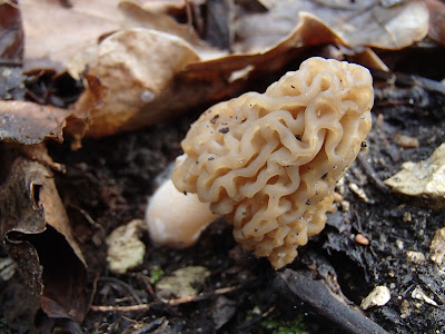 grzyby 2017, grzyby wiosenne, grzyby w kwietniu, smardzówka czeska - Ptychoverpa bohemica, uszak bzowy Auricularia auricula-judae, trzęsak pomarańczowy Tremella aurantia