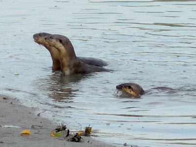 Smooth otters (Lutrogale perspicillata)