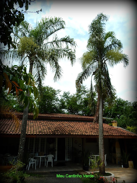 Paisagismo ARECA-DE-LOCUBA - ( Dypsis madagascariensis ) 