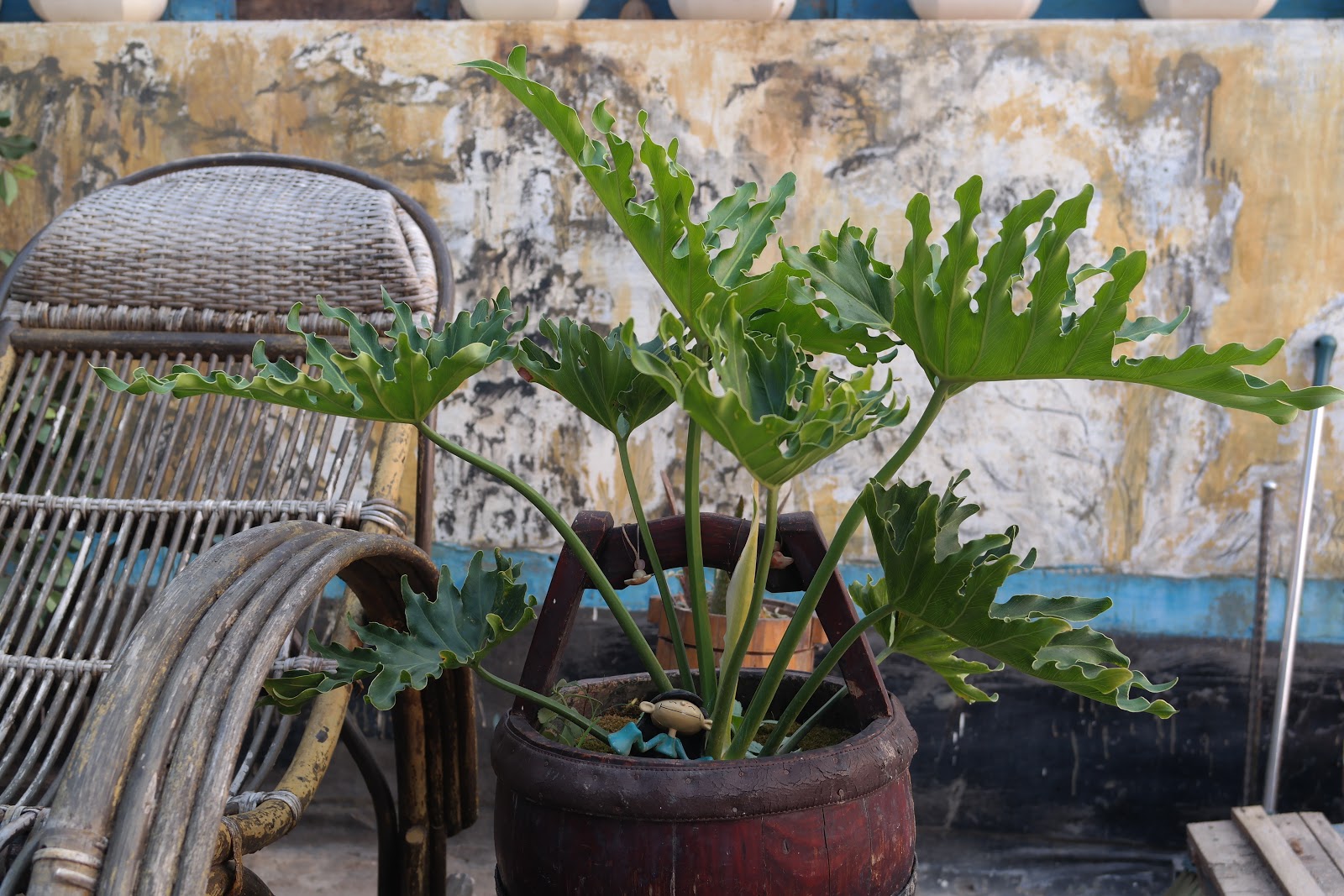 波特兰先生的博客 简说春羽栽培lacy Tree Philodendron