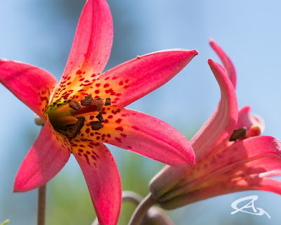 Лилия Боландера (Lilium bolanderi)