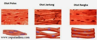  Jaringan  tubuh  manusia  dan fungsinya