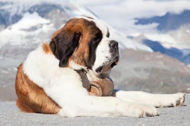 Durée de vie du chien Saint-Bernard: Quelle est l'espérance de vie de St-Bernard?