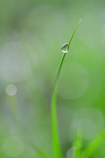 Dew Drop Reflection on blade of grass