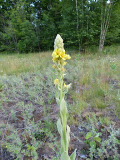 Molène thapsus - Verbascum thapsus - Molène Bouillon-blanc 