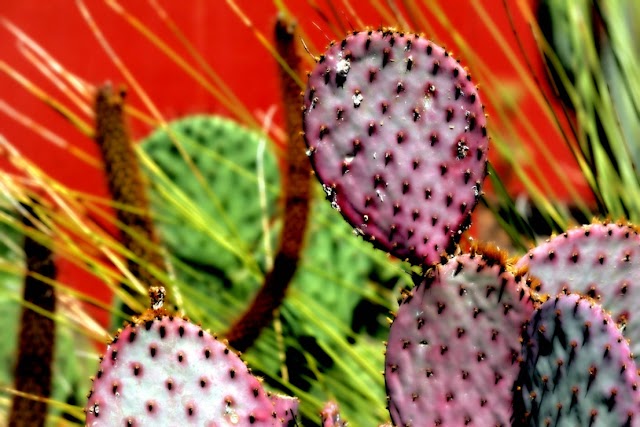 Nopal Morado