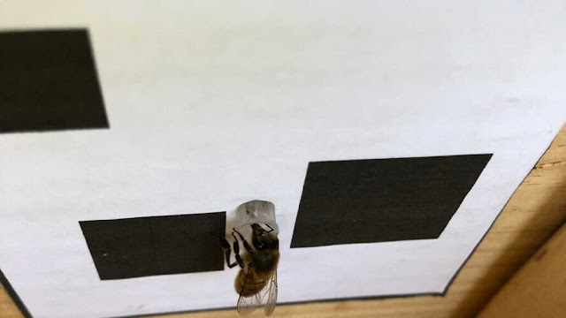 This honeybee is drinking sugar water from a micropipette in the middle of a panel with three black squares to learn the number three.  GIURFA