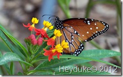 Queen Butterfly