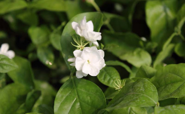 Jasmine Flowers Pictures