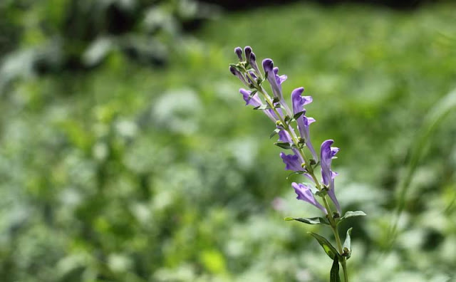 Baikal Skullcap Flowers Pictures